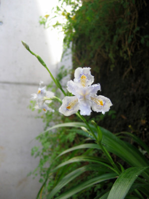 iris_japonica_5april_07.jpg