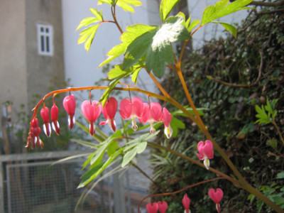 dicentra_spect_5april_07.jpg