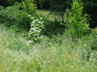 Wiese Blick auf Cornus China Girl P5220111.JPG