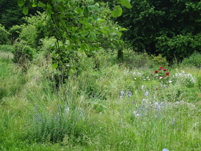 Stipa gigantea alles so P5220151.JPG
