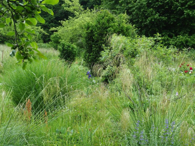 Stipa gigantea Miscanthus P5220153.JPG