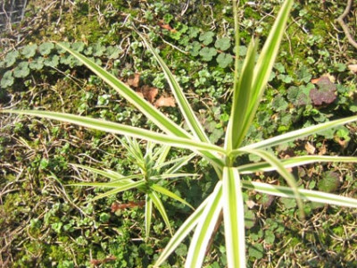 carex_phyll_sparkler_rubus_calycinoides_5april_07.jpg
