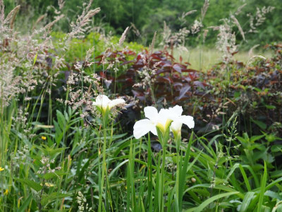 Iris sibirica weiß P5220150.JPG
