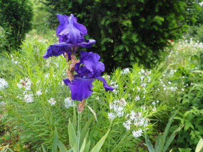 Prince Indigo Amsonia Hubrichtii P5220146.JPG