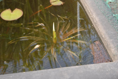 DSC_5352.JPG