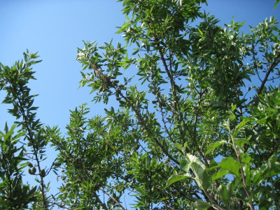 Palat dürr_0410.jpg