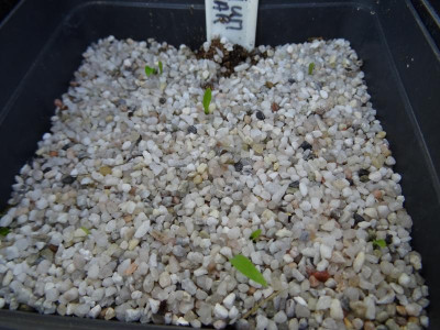 Lilium martagon pilosiusculum Germination May 2018.JPG