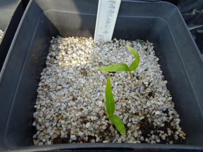 Magnolia fraseri Germination May 2018.JPG