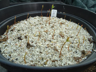 Lindera obtusiloba Germination May 2018.JPG