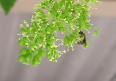 Bienchen.png