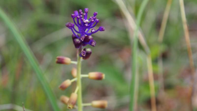 Muscari comosum Schopfige Traubenhyazinthe P4290553.JPG