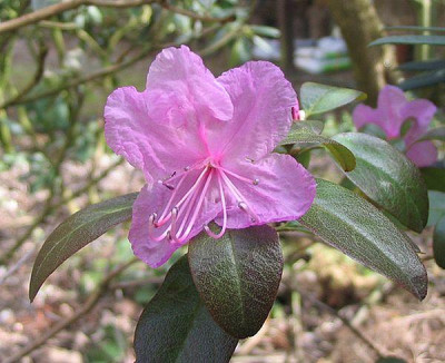Rhododendron_mucronulatum_fars_2007.jpg
