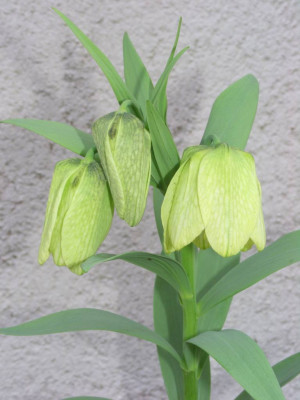 Fritillaria_pallidiflora_07.jpg