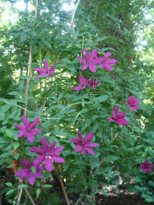 DSC05270.JPG