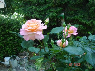 DSC05271.JPG