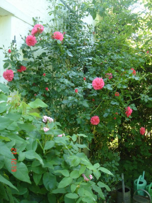 DSC05269.JPG