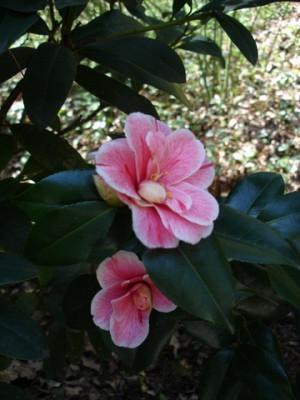 Camellia_japonica_Oki_No_NamiDSC02841.jpg