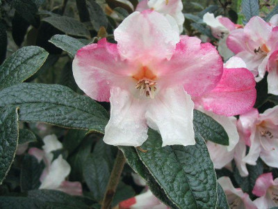 Rhododendron_edgeworthii__fars_2007.jpg