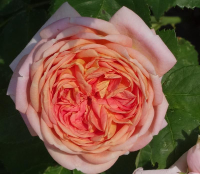 rose02.jpg