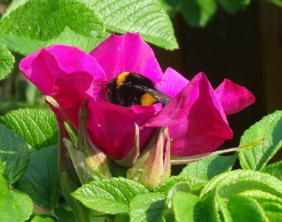 hummel01.jpg