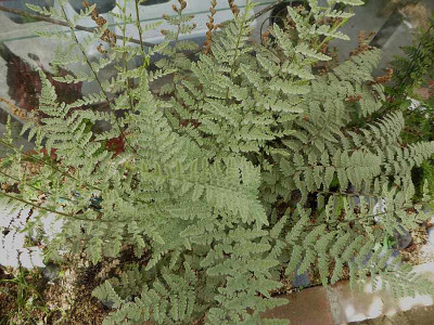 Cheilanthes eatonii ...  27.5.18 004.jpg