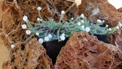 Castroviejoa frigida ( Helichrysum frigidum ).jpg