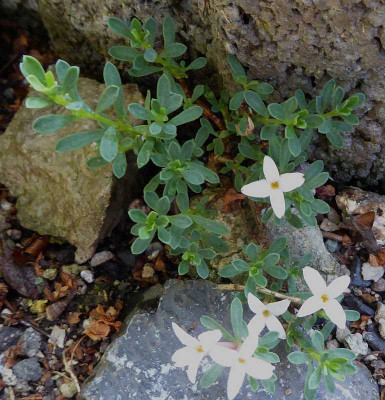 Daphne jasminea  ...  26.5.18 007.jpg