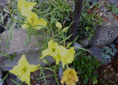 Calylophus lavandulifolius ...  26.5.18 017.jpg