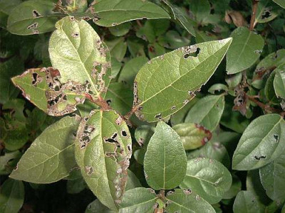 Viburnum_Schadlingsbefall.jpg