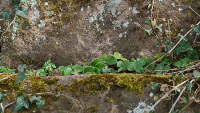 Erdbeeren-Treppen.jpg