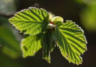 Blatt-im-Gegenlicht_050407.jpg