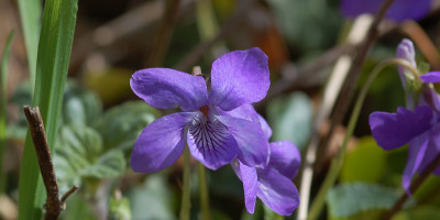 Wiesenveilchen.jpg