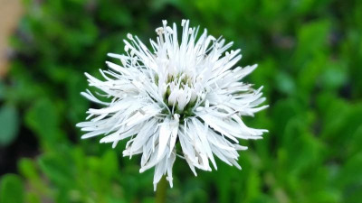 Globularia cordifolia ''alba'' 26.05.18.png