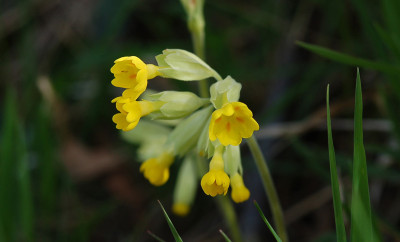 Schluesselblume-050407.jpg