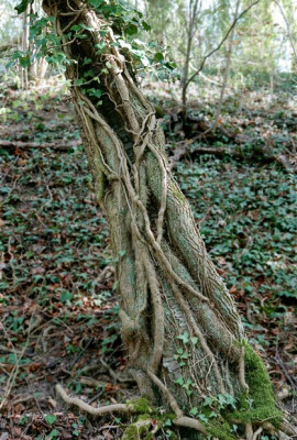 Efau-Baumstamm.jpg