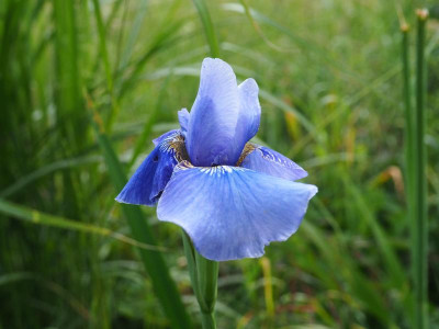 Iris sibirica Hellblauer Riese P5270195.JPG