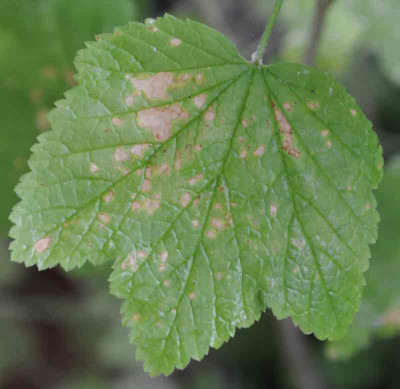 Blatt 1 Vorderseite.jpg