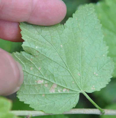 Rückseite Blatt 2.jpg