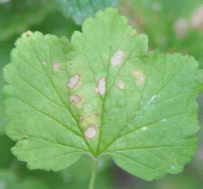 ausgeprägte Flecken ohne Pusteln (Blatt-Vorderseite).jpg