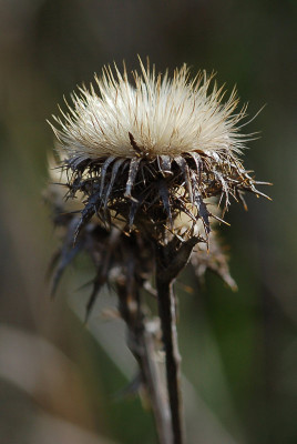 Golddistel_050407.jpg