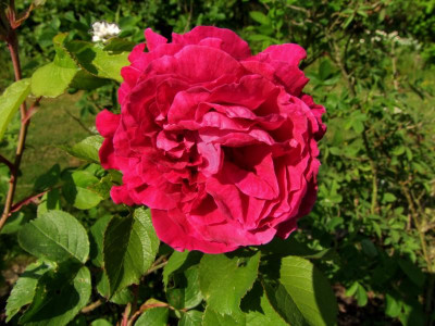 27.05.2018 17-56-43_1382.jpg