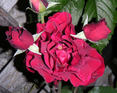 Bordellrose-Herbst.jpg