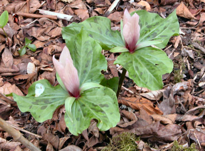 Trillium_chloro..jpg