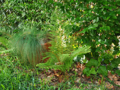 Polystichum setiferum 'Green Lace' P5280205.JPG