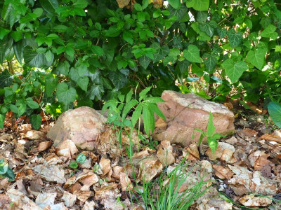 Cardamine kitaibelii P5280206.JPG