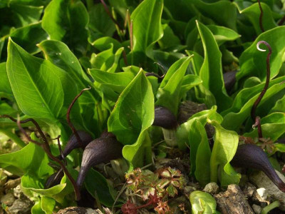 Arisarum_proboscidium_07.jpg