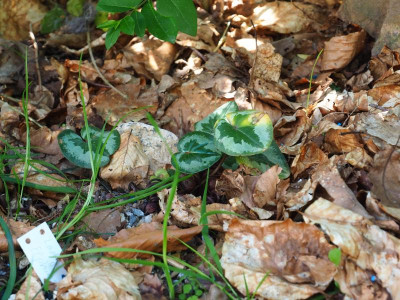 Cyclamen coum P5280208.JPG