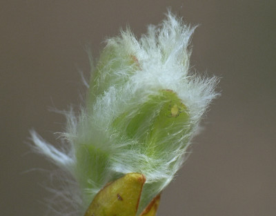 new_Salix_jez..jpg