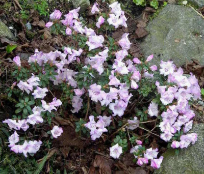 Rhododendron_pemakoense_2007-04-06.JPG