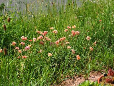 Helianthemum Regenbogen P5280212.JPG